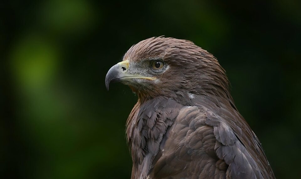 the golden age of hollywood explained