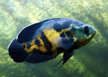 history of oscar awards ceremony