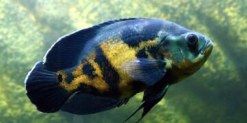 history of oscar awards ceremony