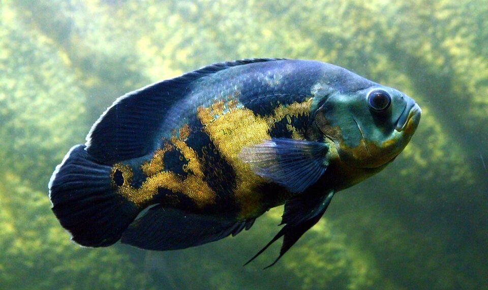 history of oscar awards ceremony