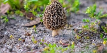 cinematic impact of true story adaptations