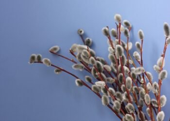 basics of human kidney function