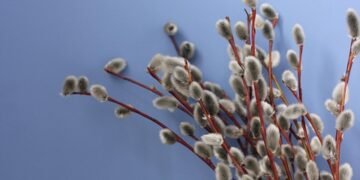 basics of human kidney function