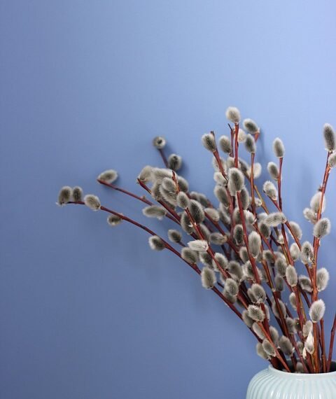 basics of human kidney function