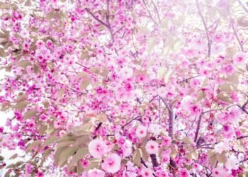 rise of streaming platforms in film distribution