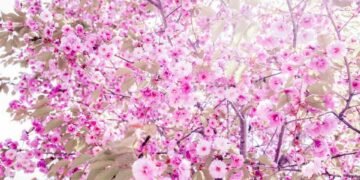 rise of streaming platforms in film distribution