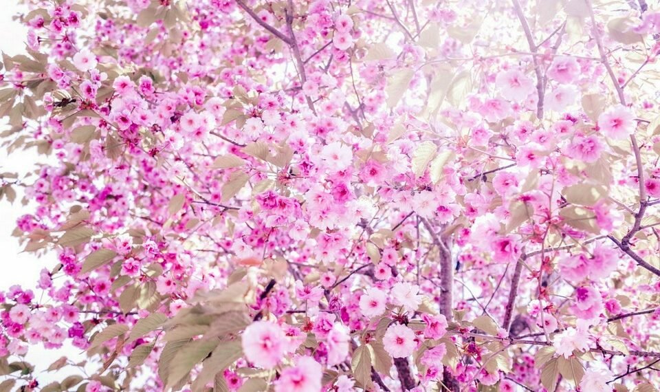 rise of streaming platforms in film distribution