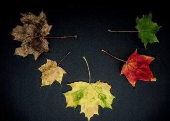 development of animation in cinema