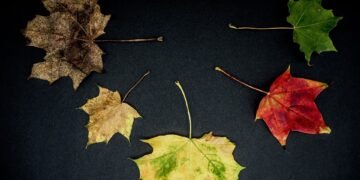 development of animation in cinema