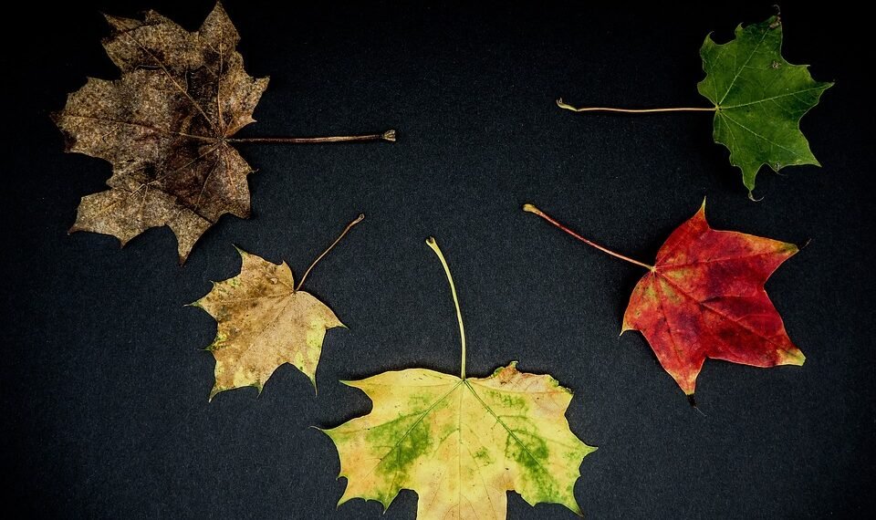 development of animation in cinema