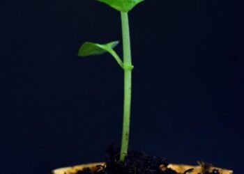 development of surround sound in movies