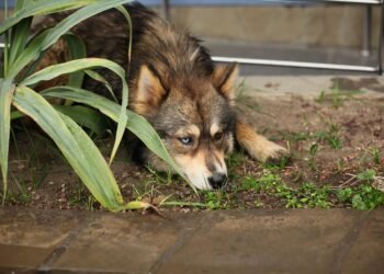 how different musical genres developed