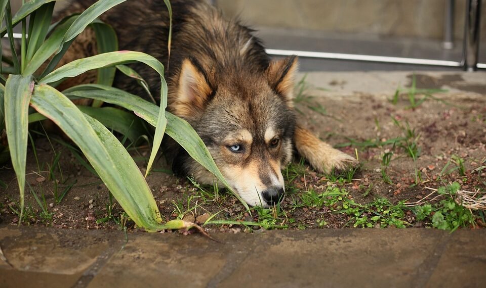 how different musical genres developed