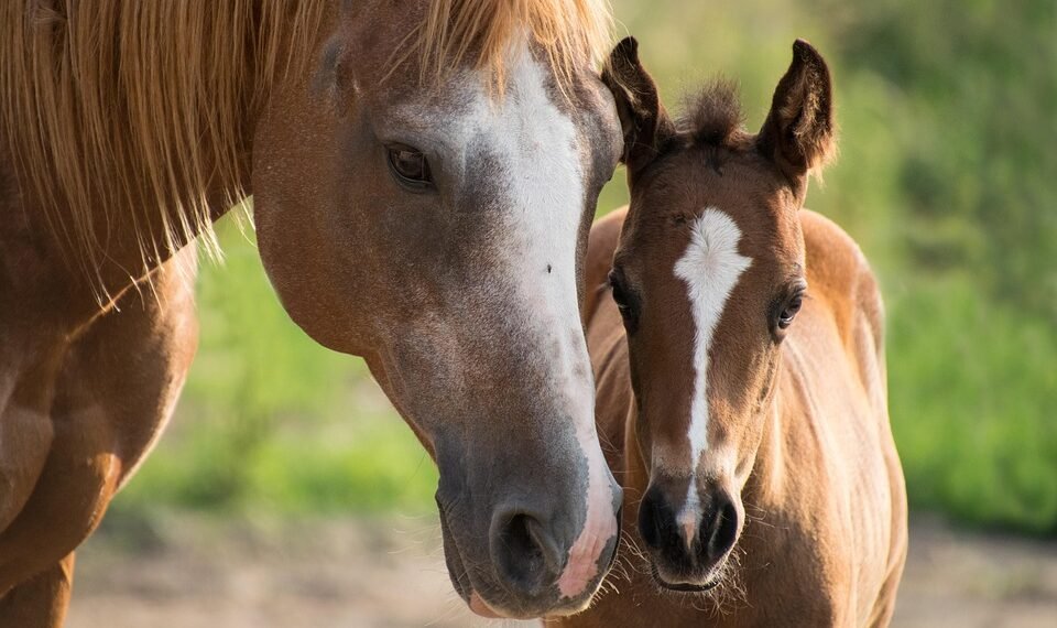 history of james bond film franchise