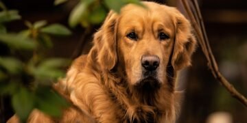 the golden age of hollywood explained