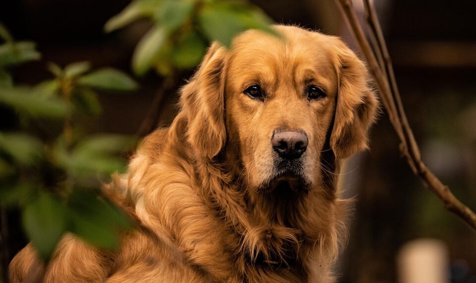 the golden age of hollywood explained