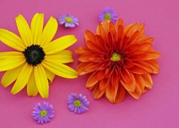 introduction to auteur theory in cinema