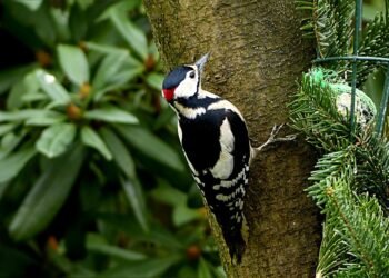 role of producers in shaping major films