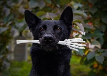 how german expressionism influenced hollywood