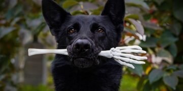 how german expressionism influenced hollywood