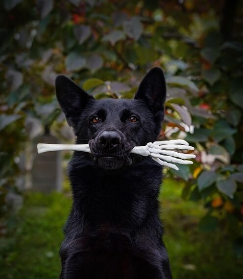 how german expressionism influenced hollywood