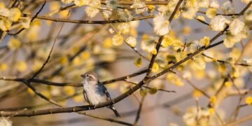 influence of shakespeare on cinema