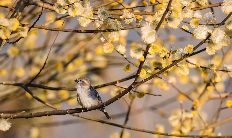 influence of shakespeare on cinema