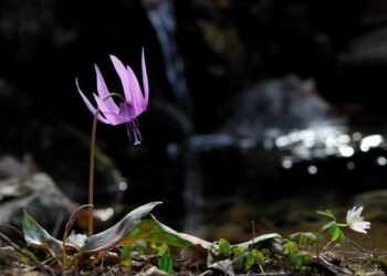 how film ratings systems developed globally