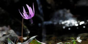 how film ratings systems developed globally