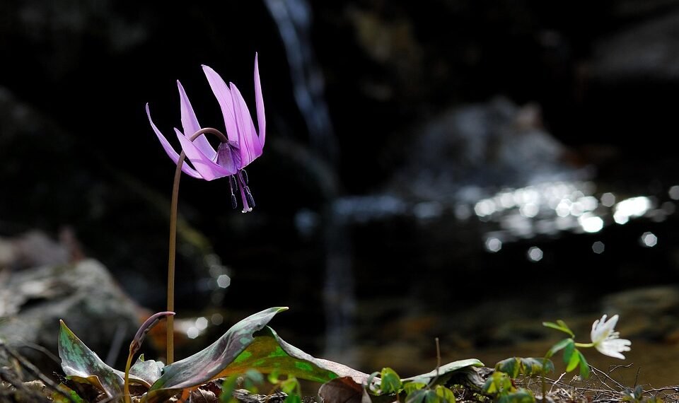 how film ratings systems developed globally