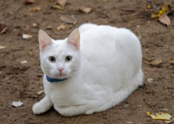 how film ratings systems developed globally