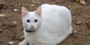 how film ratings systems developed globally