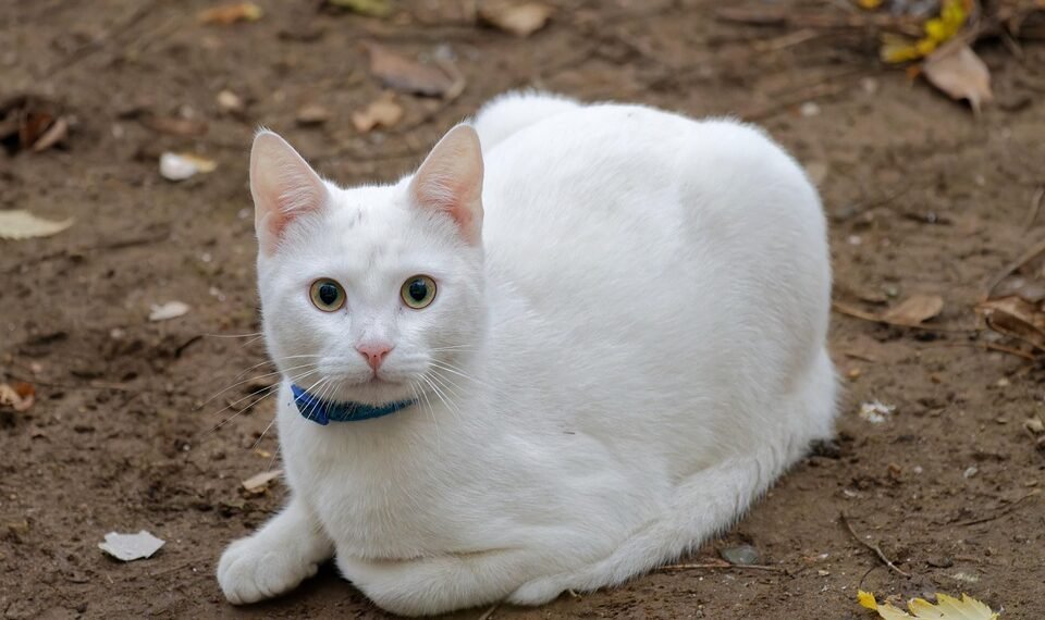 how film ratings systems developed globally