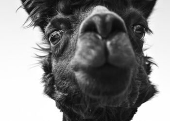 what is a welfare state basic explanation