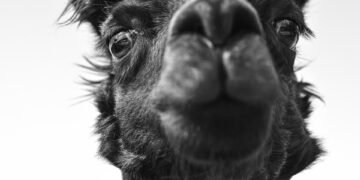 what is a welfare state basic explanation