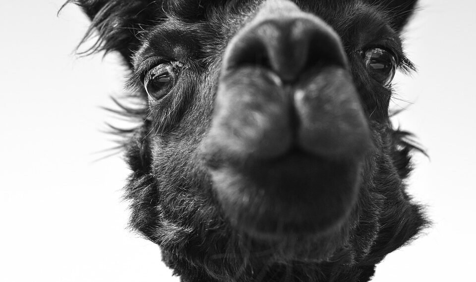 what is a welfare state basic explanation