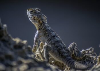 cinematic impact of true story adaptations