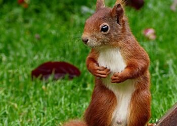 role of producers in shaping major films