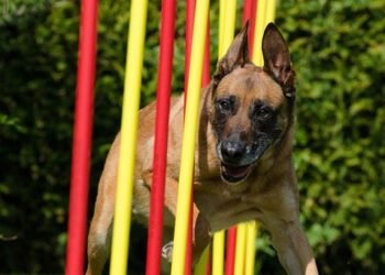 how to improve agility in sports