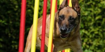 how to improve agility in sports