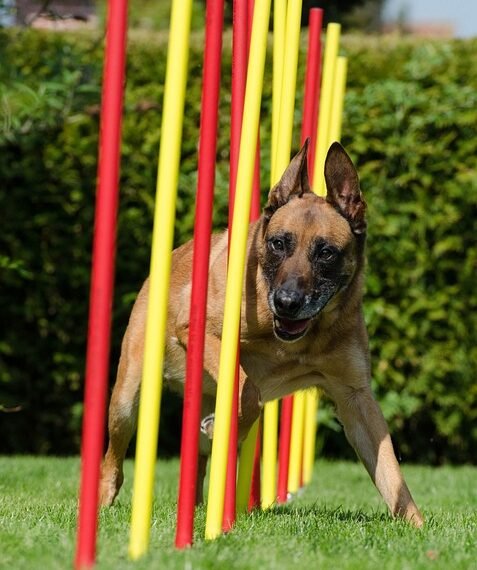 how to improve agility in sports