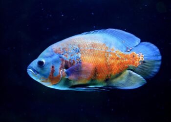 history of oscar awards ceremony