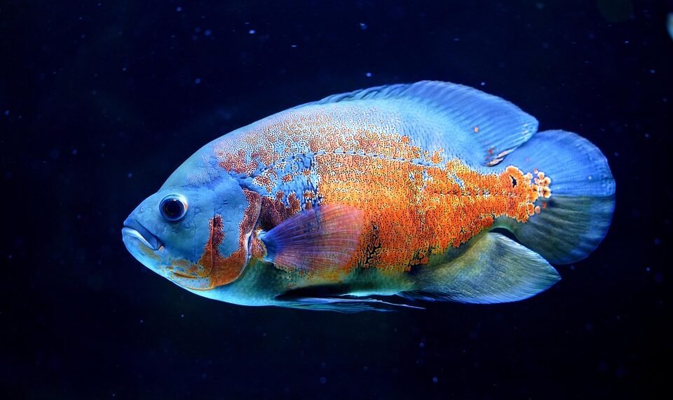 history of oscar awards ceremony