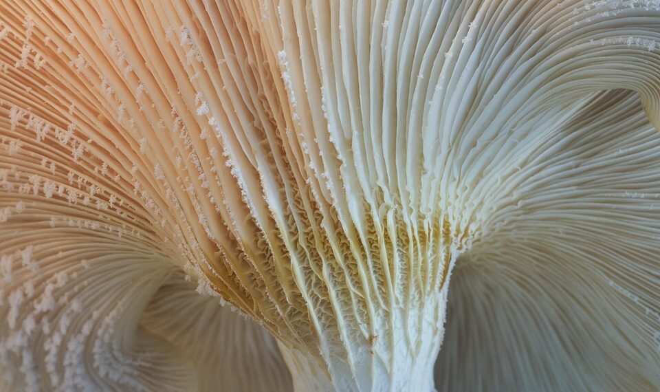 how enzymes work in biological reactions