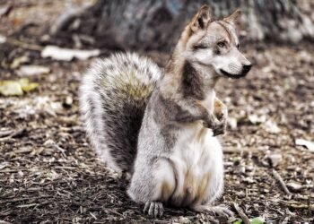 introduction to soviet montage theory