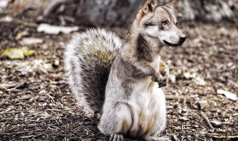 introduction to soviet montage theory