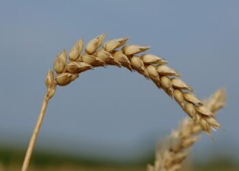 basics of body metabolism and energy use