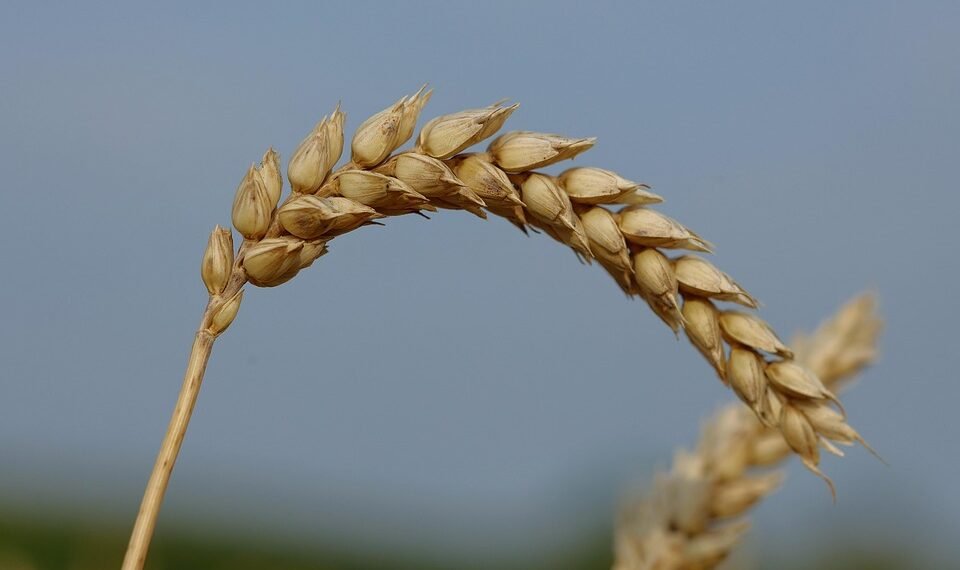 basics of body metabolism and energy use