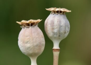 basics of building a capsule wardrobe