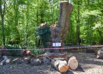 Toby Carvery Restaurant Faces Eviction Due to Ancient Oak Tree Removal